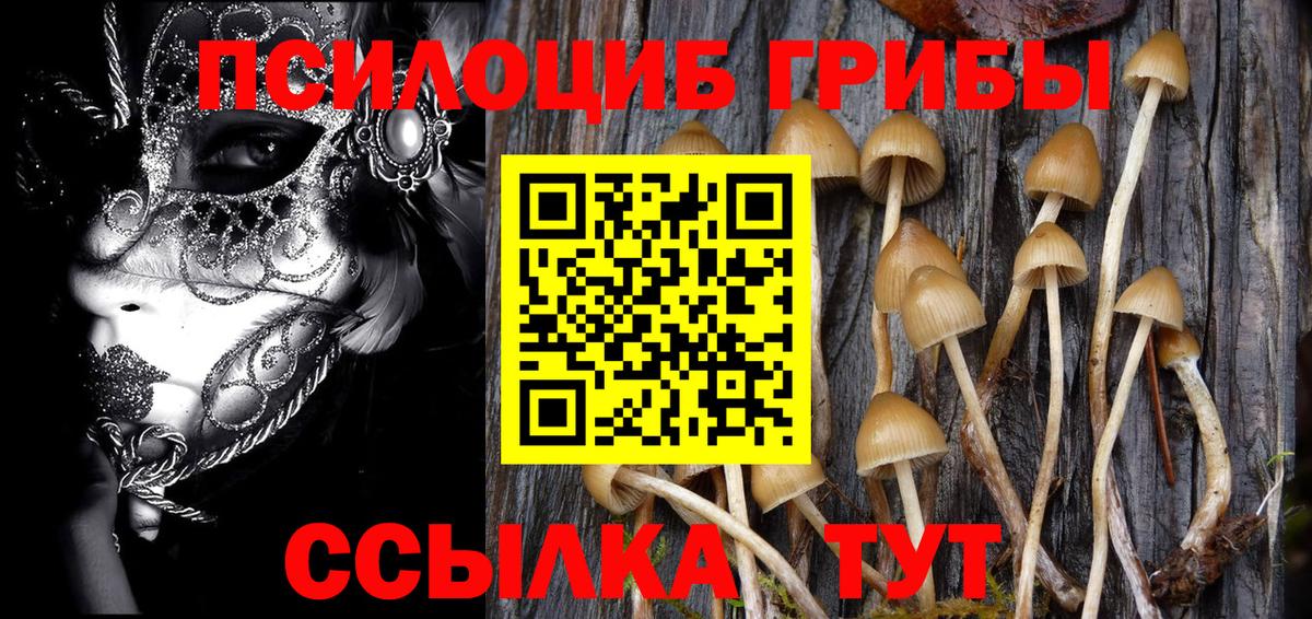 Галлюциногенные грибы Psilocybe Тихвин